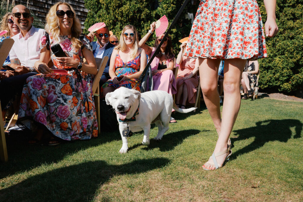 The Best Documentary Wedding Photography of 2025 2 Guests laugh as a white dog trots down the aisle during a sunny backyard ceremony.